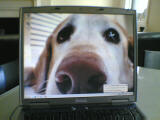 Lucy