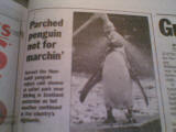 Funny penguin
