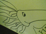 The squid