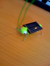 Cricket