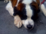 Big dog