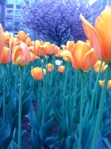 Tulips