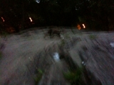 Raccoon