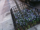 Pansy