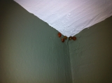 Ladybugs