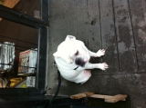 Pooch
