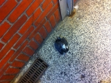 Dead pigeon